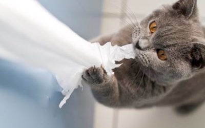 How to review for a journal