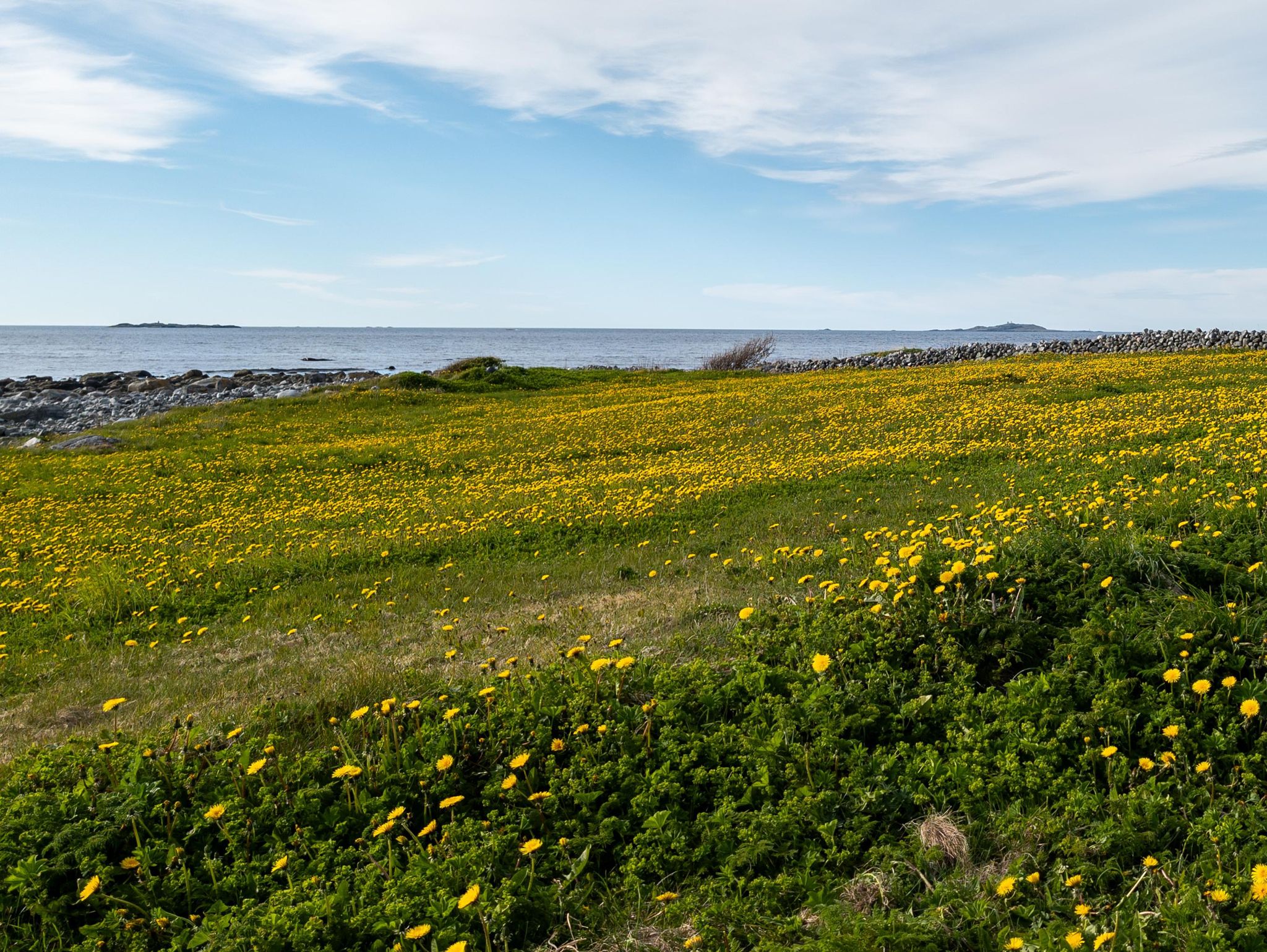 Blomstrende kysteng, steingard og hav ved Alnes