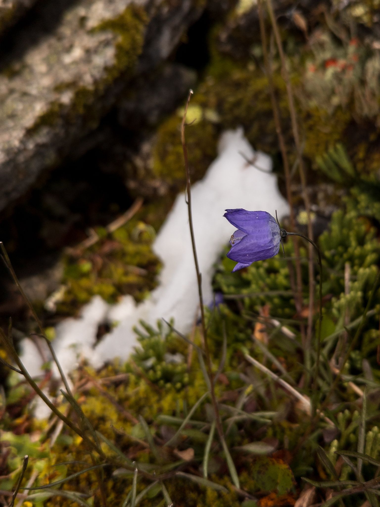 Lilla fjellblomst ved en snøflekk på Langenestinden