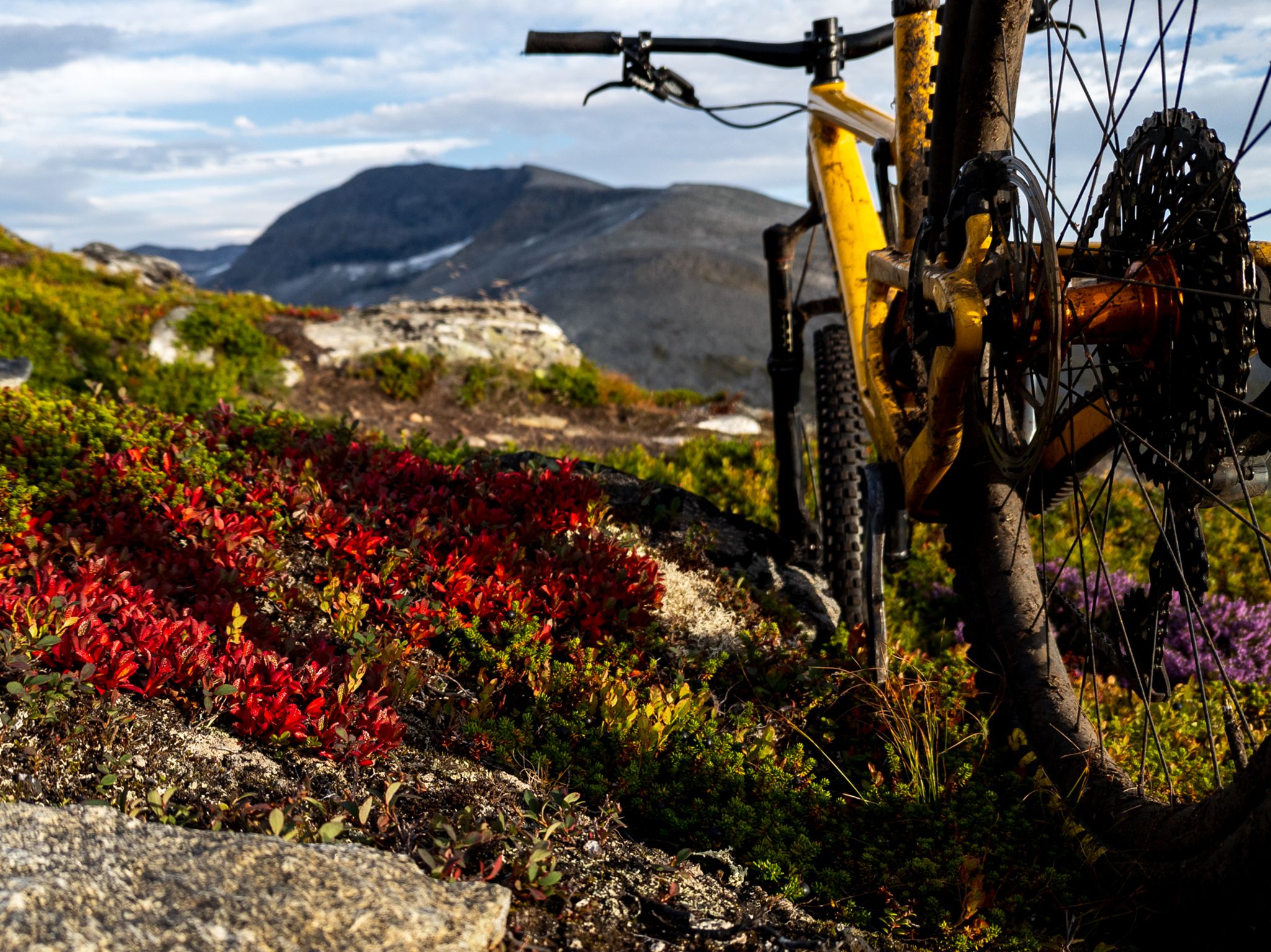 Gul terrengsykkel ved stien på Mefjellet, med rød lyng og fjellrygger i bakgrunnen
