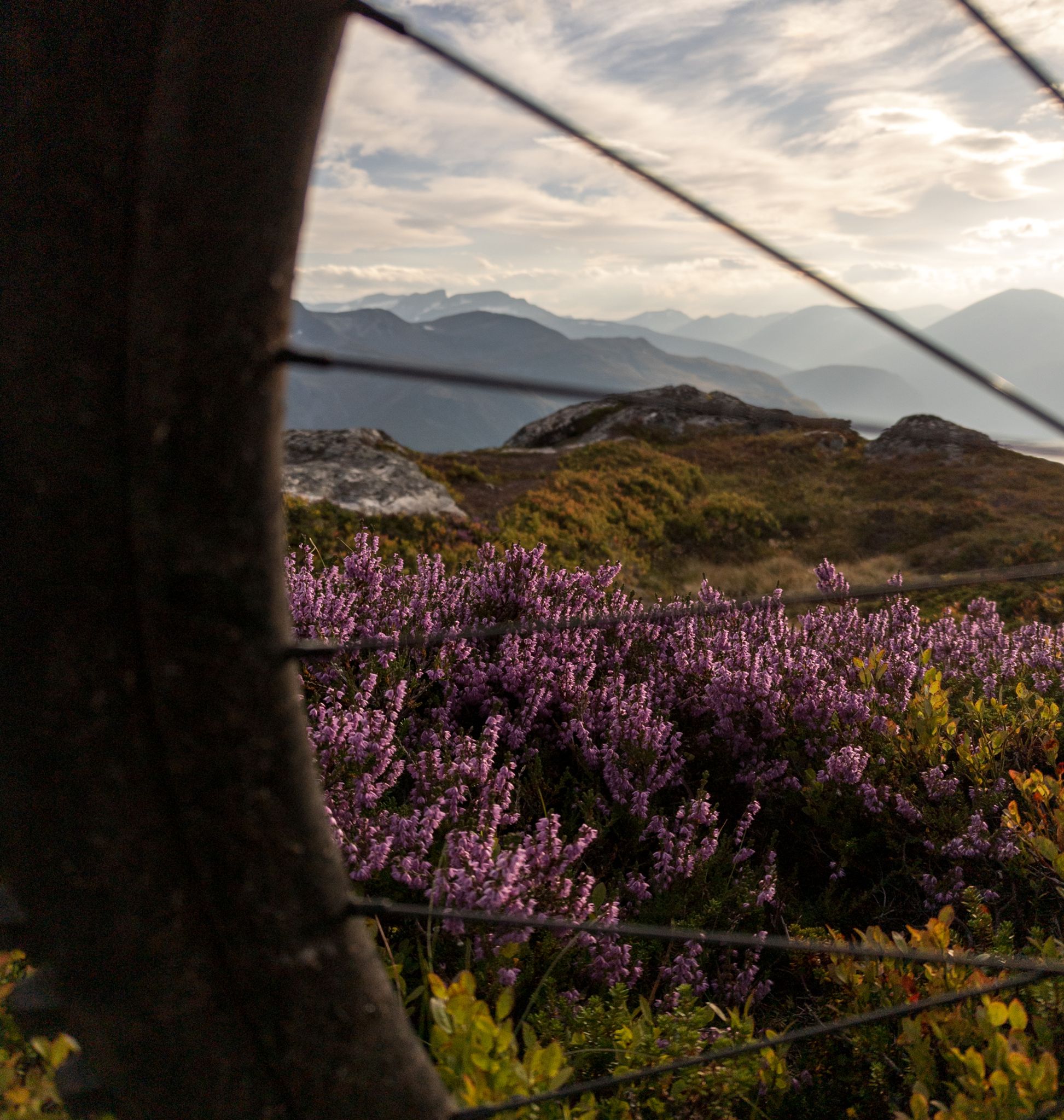 Utsikt gjennom et sykkelhjul mot lilla røsslyng, fjellrygger og kveldssol